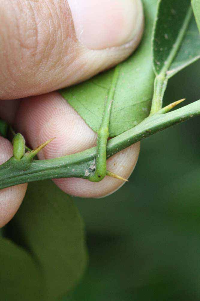             Petiole (Riverside, CA)       